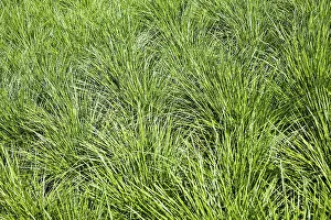 Green Background Plants Drucke: Grass