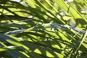 Backlit Grass Blades Drucke: Grass