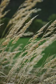 European Autumn Landscape Drucke: Grass in autumn, Lower Austria, Austria