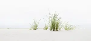 Panoramic Beach View Drucke: Grass on the beach, panoramic view