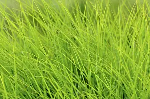 Close Up Grass Drucke: Grass, blades of grass