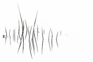 Central England Nature Reserve Drucke: Grass blades with reflection on water surface