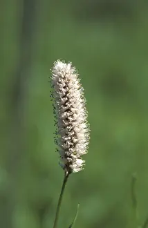 Multi Colored Plant Life Drucke: Grass in bloom