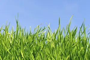 Cloudless Blue Sky Photo Drucke: Grass against blue sky