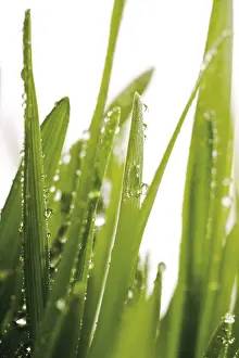 Nature Still Life Photography Drucke: Grass with dew drops, waterdrops