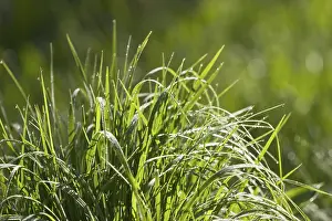 Bavaria Nature Photography Drucke: Grass with drops of water