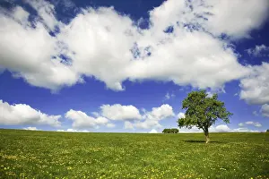 Grass fields with Dandelions and cloudy sky