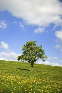 German Countryside Landscape Drucke: Grass fields with Dandelions and cloudy sky