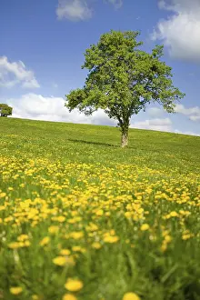 Deserted Grass Field Drucke: Grass fields with single tree dandelions and cloudy sky