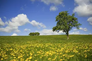 Single Tree Landscape Drucke: Grass fields with yellow Dandelions and single tree