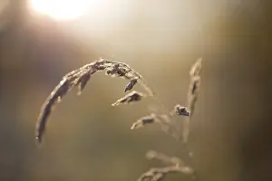 Open Air Photography Drucke: Grass flower