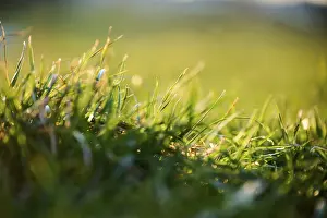 Bavaria Meadow Drucke: Grass growing on a meadow, detail