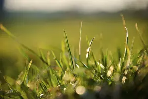 Bavaria Meadow Drucke: Grass growing on a meadow, detail