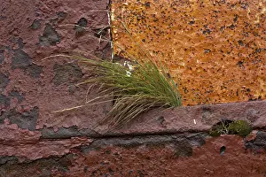 Northern Europe Coastal Scenes Drucke: Grass growing on rusty shipwreck
