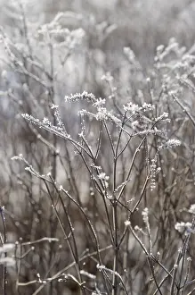 Hoarfrost On Grass Drucke: Grass with hoarfrost