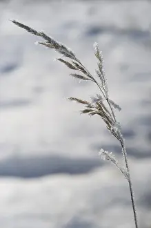 Hoarfrost On Grass Drucke: Grass with hoarfrost