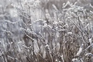 Hoarfrost On Grass Drucke: Grass with hoarfrost