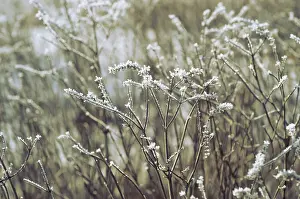 Hoarfrost On Grass Drucke: Grass with hoarfrost