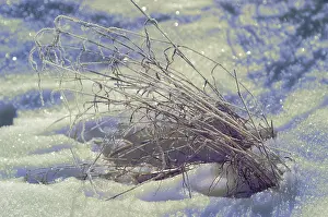 Hoarfrost On Grass Drucke: Grass with hoarfrost