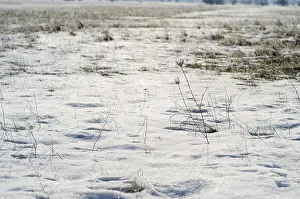Hoarfrost On Grass Drucke: Grass with hoarfrost