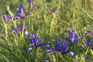European Irises Drucke: Grass iris, grass-leafed iris, iridaceae