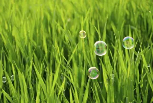 Cleanliness Hygiene Drucke: Grass of the meadows and soap bubbles