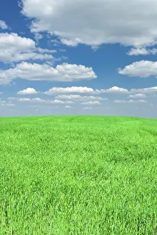 Daytime Meadow Scene Drucke: Grass and sky
