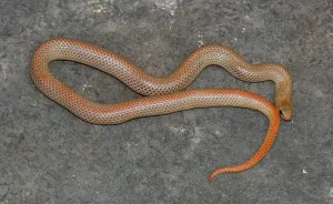 Colubrid Reptile Drucke: Grass snake