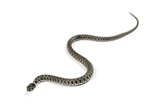Scaled Reptile Pictures Drucke: Grass snake crawling, Natrix natrix