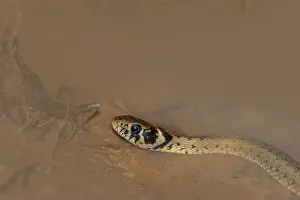 Natrix Natrix Drucke: The grass snake Natrix natrix