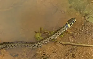 Natrix Natrix Drucke: The grass snake Natrix natrix