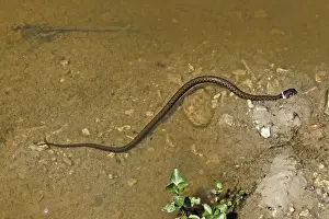 Lepidosauria Reptile Drucke: Grass snake, Natrix natrix