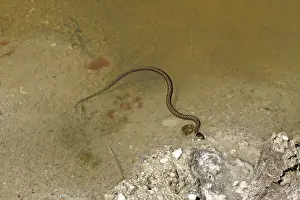 Scaled Vertebrate Drucke: Grass snake, Natrix natrix