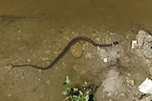 Grassnatter, Natrix natrix