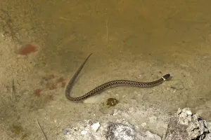 Lepidosauria Reptile Drucke: Grass snake, Natrix natrix