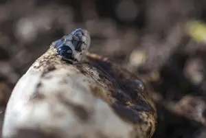 Ringelnatter Drucke: Grasnatter, Natrix natrix, Grasnatter