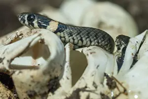 Ringelnatter Drucke: Grasnatter, Natrix natrix, Grasnatter