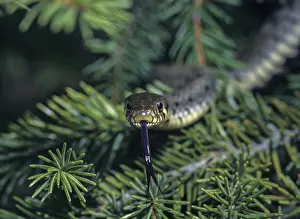 Ringelnatter Drucke: Grasnatter, Natrix natrix, Grasnatter