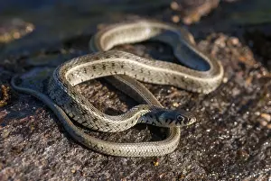Colubrid Reptiles Drucke: Grass snake, Natrix Natrix Persa