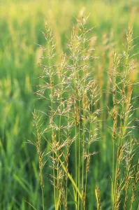 Sunset In The Countryside Drucke: Grass in a summer sunset meadow