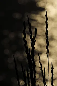 Northern Germany Landscape Drucke: Grass at sunset against the reflecting water surface