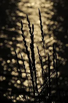 Evening Light In Europe Drucke: Grass at sunset against the reflecting water surface