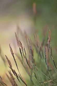 Deserted Woodland Clearing Drucke: Grass in the wind in the forest