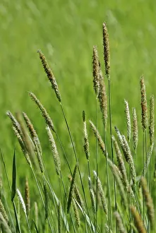 Deserted Grasslands Drucke: Grasses