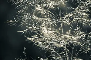 Unterallgau District Photography Drucke: Grasses in the backlight, Mindelheim