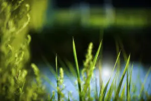 Backlit Grasses Drucke: Grasses backlit, texture, nature