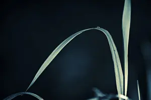 Dark Colored Background Cutout Drucke: Grasses against a dark background