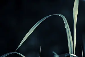 Dark Colored Background Photo Drucke: Grasses against a dark background
