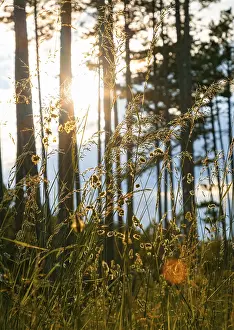 Uninhabited Forest Landscape Drucke: Grasses in the foreground, in the background the forest and the setting sun
