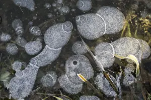 Winter Nature Scenes Drucke: Grasses under frozen puddle, structures in ice